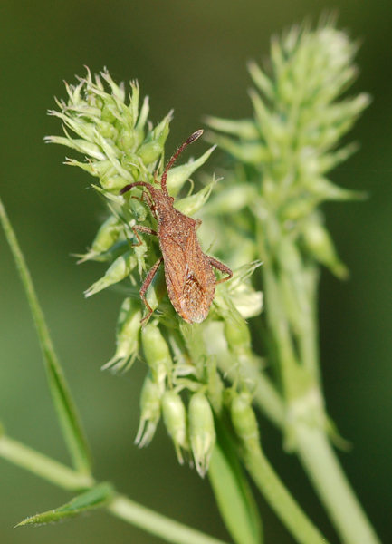 Coreidae: Coriomeris denticulatus di Lucca