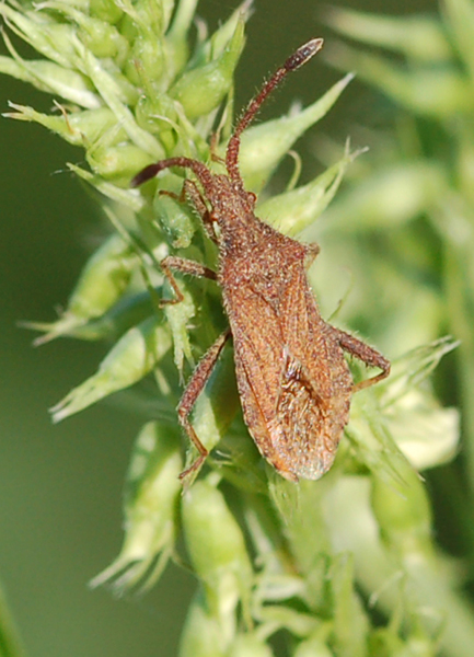 Coreidae: Coriomeris denticulatus di Lucca