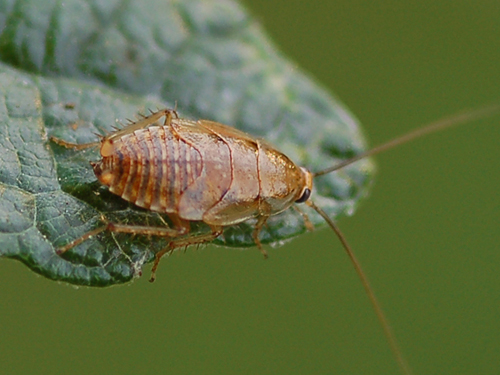 Ectobius sp, maschio immaturo