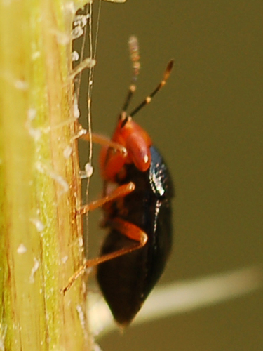 Lygaeidae: Geocoris (Piocoris) erythrocephalus, dint. Lucca