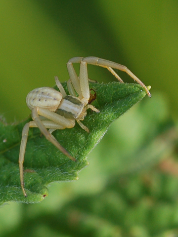 Thomisidae