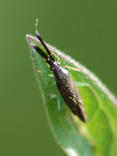 Miridae: Heterotoma sp.