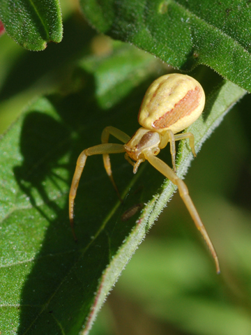 Thomisidae