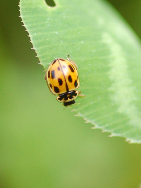 Coccinelle da classificare