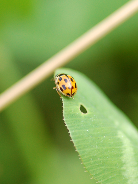 Coccinelle da classificare