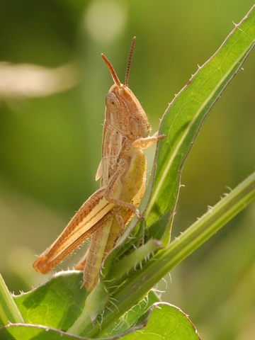 Euchorthippus declivus e Omocestus rufipes