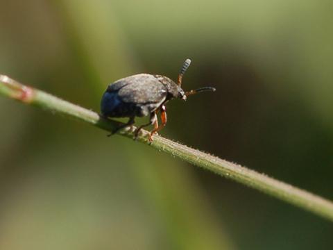 Coleotteri ed eterotteri