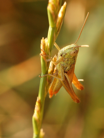 Euchorthippus declivus e Omocestus rufipes