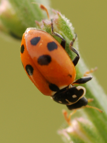 Coleotteri ed eterotteri