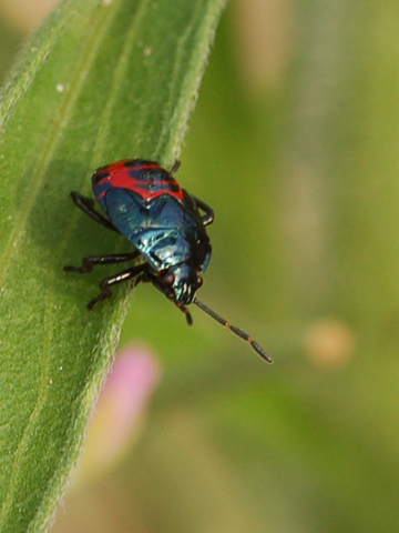 Coleotteri ed eterotteri