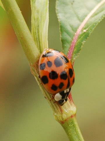 Coleotteri ed eterotteri