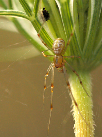 Maschio di Theridion impressum?