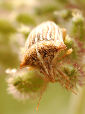 Pentatomidae: Zicrona & Ancyrosoma