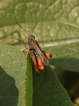 Euchorthippus declivus e Omocestus rufipes