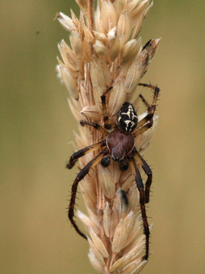 Larinioides sp.