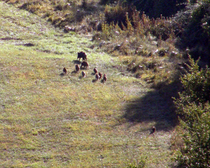 IL CINGHIALE