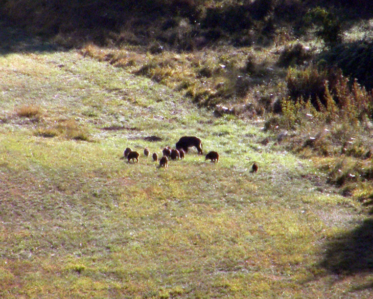 IL CINGHIALE