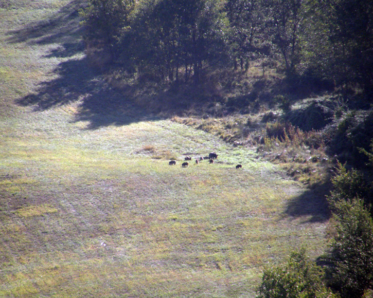 IL CINGHIALE