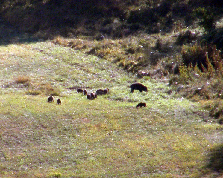 IL CINGHIALE