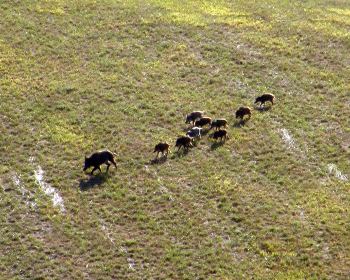 IL CINGHIALE