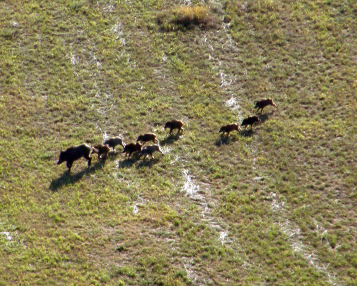 IL CINGHIALE