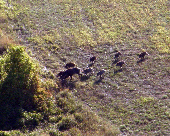 IL CINGHIALE