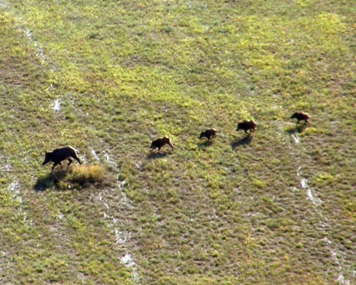 IL CINGHIALE