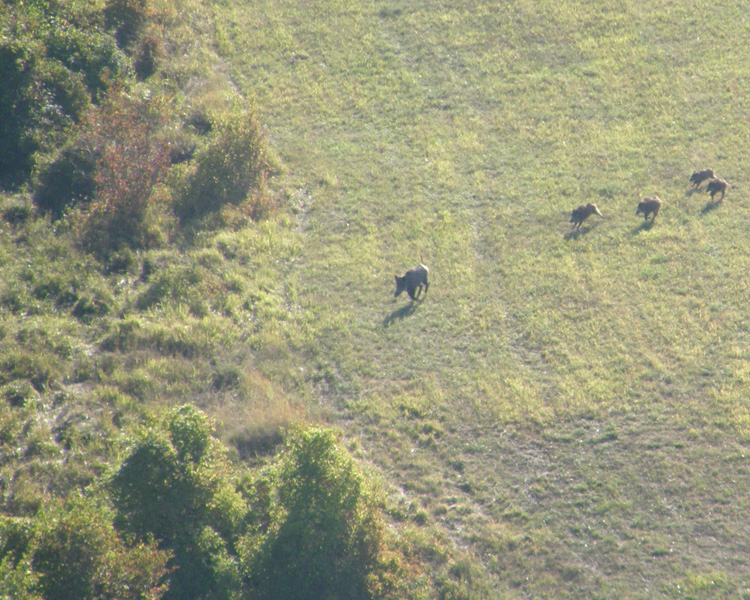 IL CINGHIALE