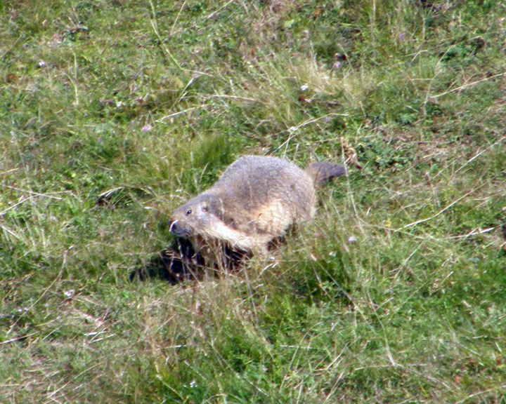 RODITORI E LAGOMORFI SELVATICI