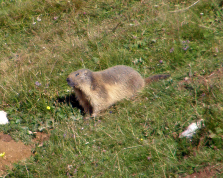 RODITORI E LAGOMORFI SELVATICI