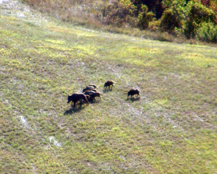 IL CINGHIALE