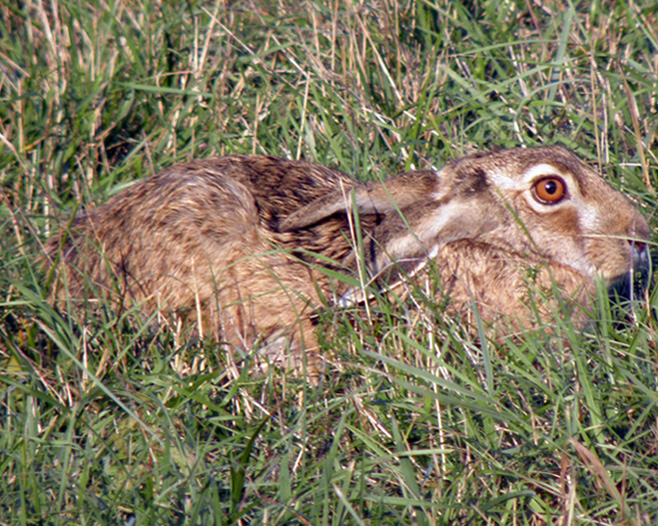 RODITORI E LAGOMORFI SELVATICI