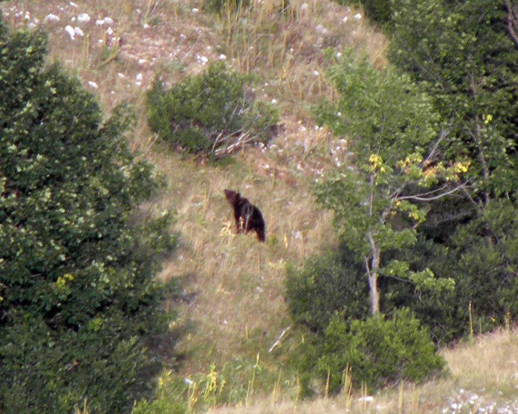 FOTOGRAFATO L''ORSO BRUNO MARSICANO