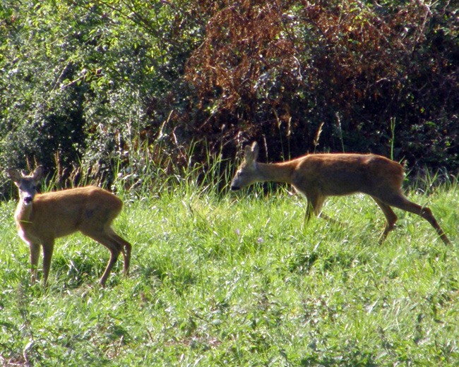 Il Capriolo