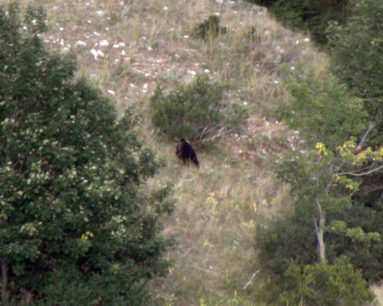 FOTOGRAFATO L''ORSO BRUNO MARSICANO