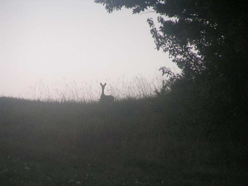 Il Capriolo