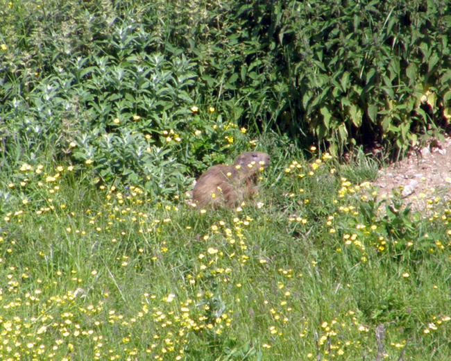 RODITORI E LAGOMORFI SELVATICI