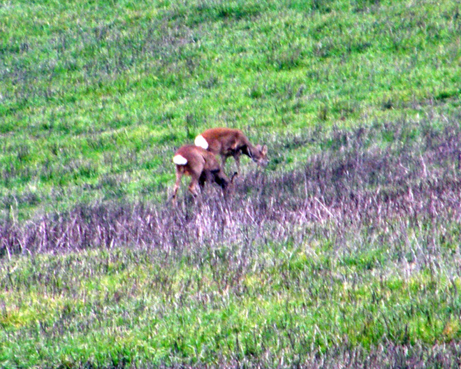 Il Capriolo