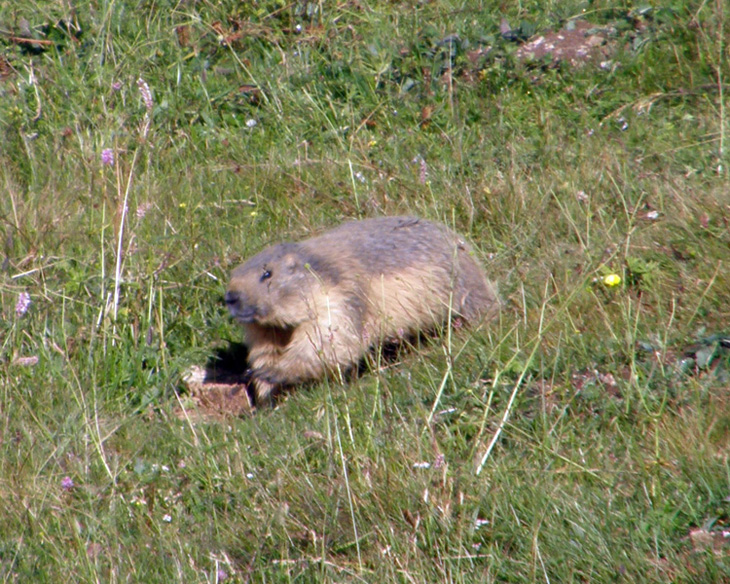 RODITORI E LAGOMORFI SELVATICI