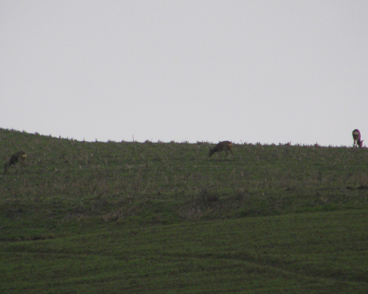 Il Capriolo