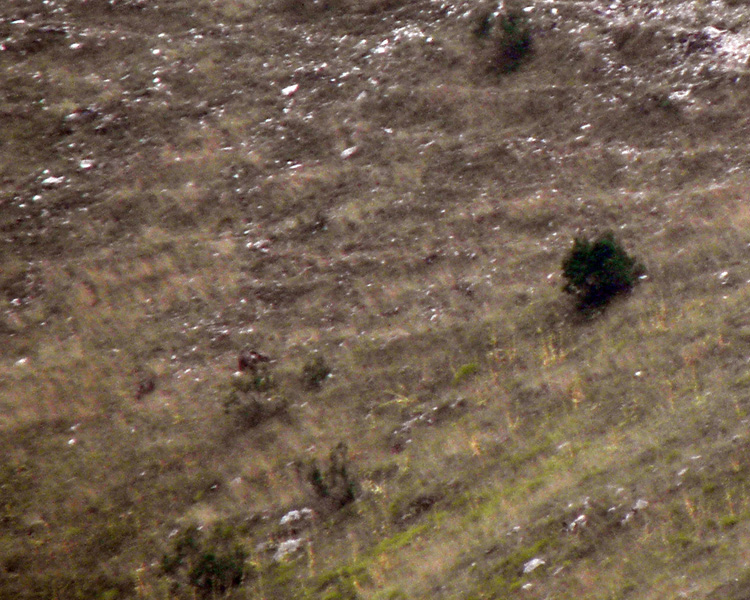 FOTOGRAFATO L''ORSO BRUNO MARSICANO