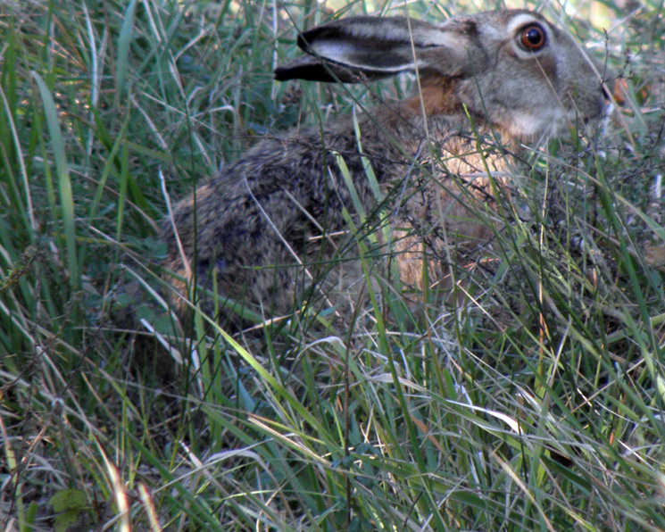 RODITORI E LAGOMORFI SELVATICI