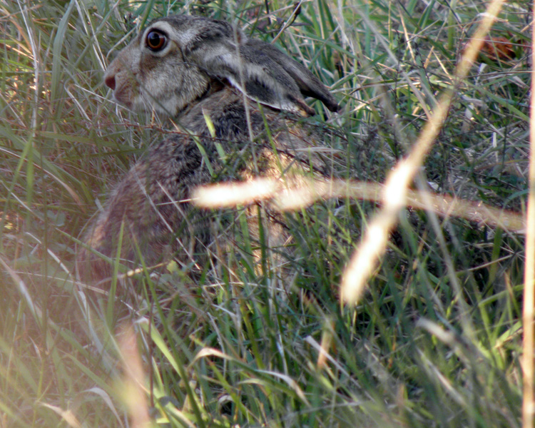 RODITORI E LAGOMORFI SELVATICI