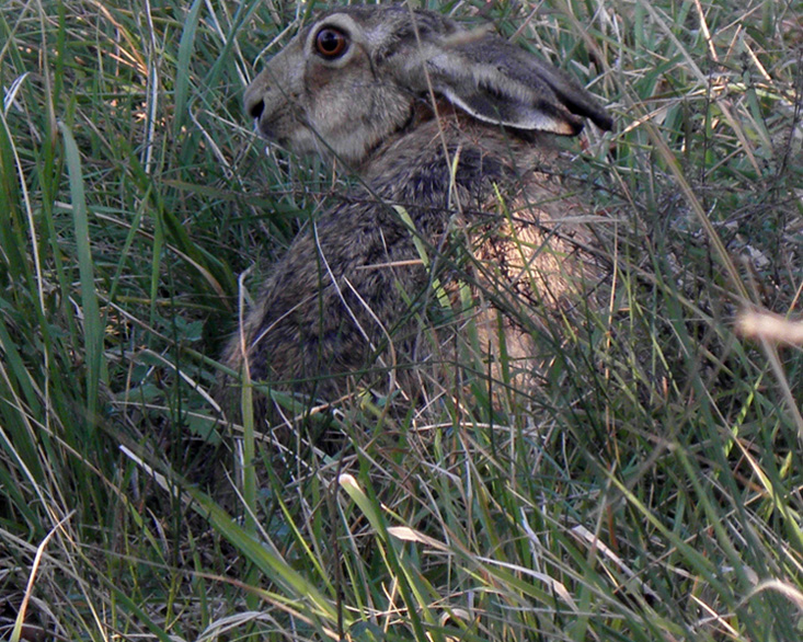 RODITORI E LAGOMORFI SELVATICI