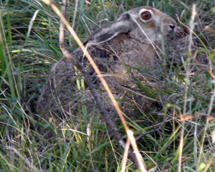 RODITORI E LAGOMORFI SELVATICI