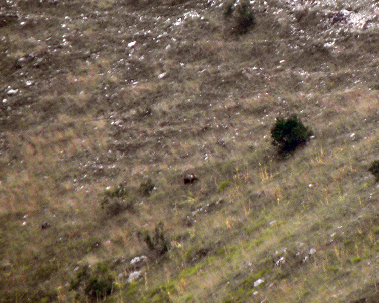 FOTOGRAFATO L''ORSO BRUNO MARSICANO