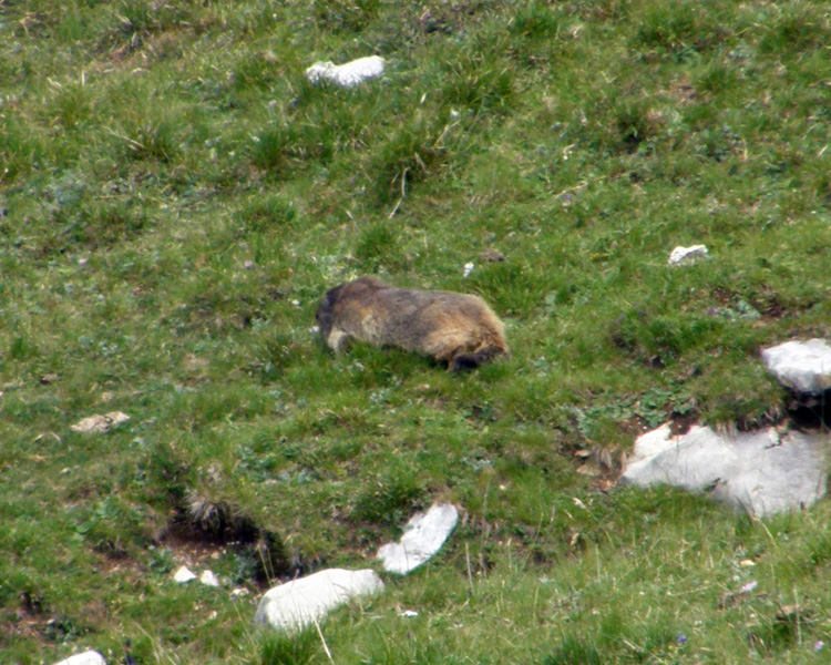 RODITORI E LAGOMORFI SELVATICI