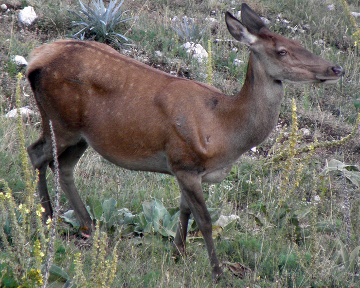 CERVIDI