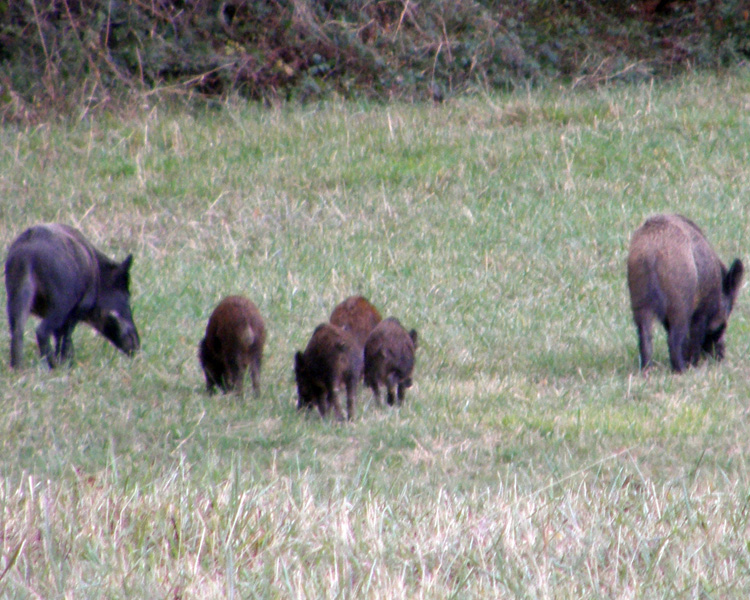 IL CINGHIALE