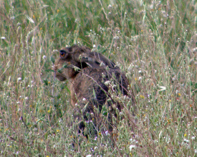 RODITORI E LAGOMORFI SELVATICI